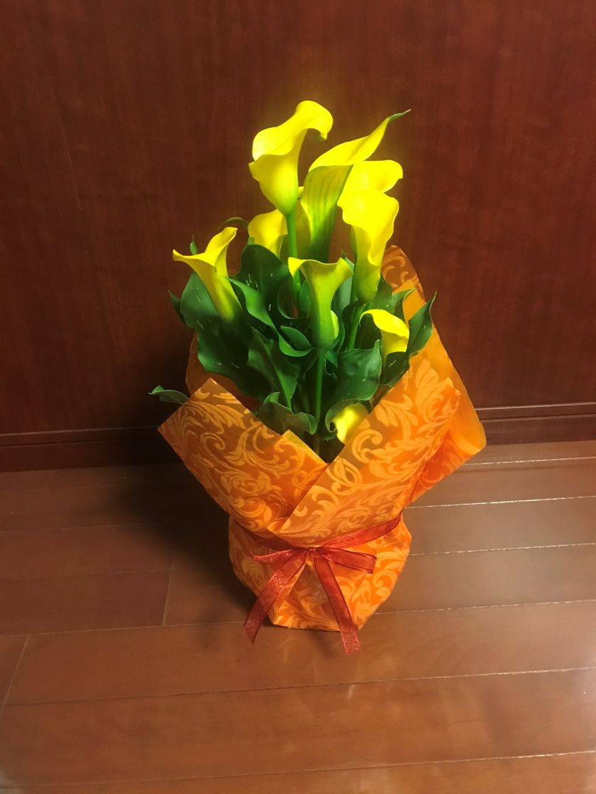 鉢花「カラー」