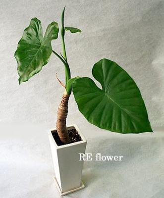 クワズイモ(テラコッタ:ホワイト)