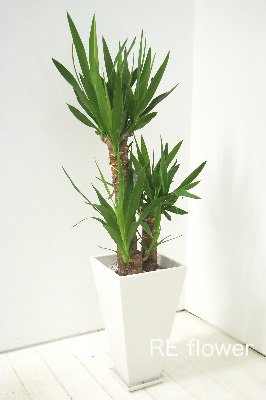 ユッカ(テラコッタ:ホワイト)