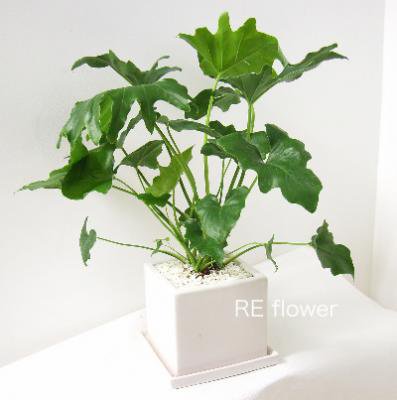 セロウム(テラコッタ:ホワイト)