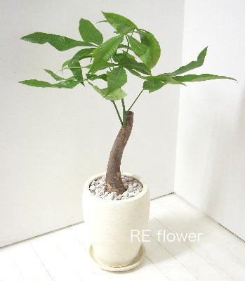 パキラ(テラコッタ:ブラック)