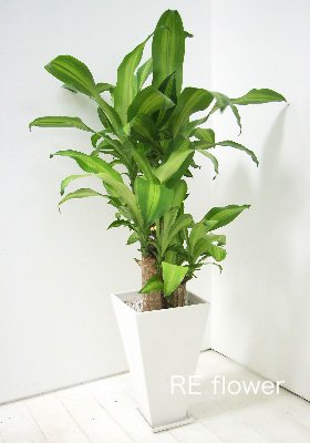 マッサン(テラコッタ:ホワイト)