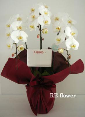 胡蝶蘭（三本立） – 移転祝い専門の花屋 RE flower