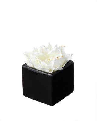 アマリリスアートフラワーギフト(ホワイト)